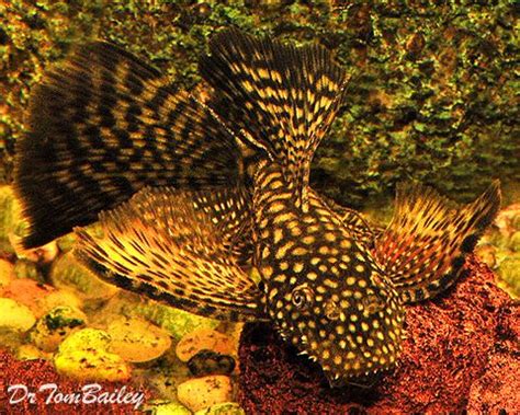 17 Best images about Pleko Aqua fish on Pinterest | Fish ...
