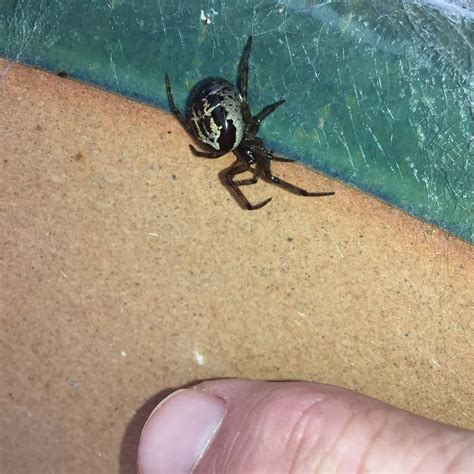What Does A False Widow Spider Bite Look Like Reaction To False Widow
