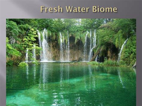 Ppt Fresh Water Biome Powerpoint Presentation Free