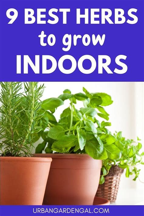 9 Best Herbs To Grow Indoors Growing Herbs Indoors Best Herbs To