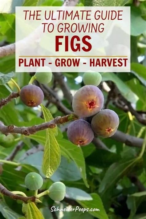 Ultimate Guide To Growing Figs In The Backyard Or Indoors Growing