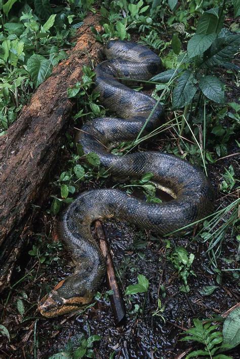 最も人気のある！ Amazon Rainforest Green Anaconda Anaconda Snake 280172