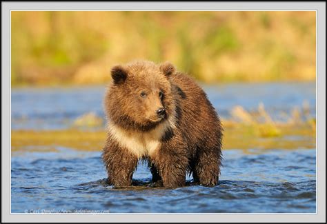 Cute Baby Brown Bear Cub Photo