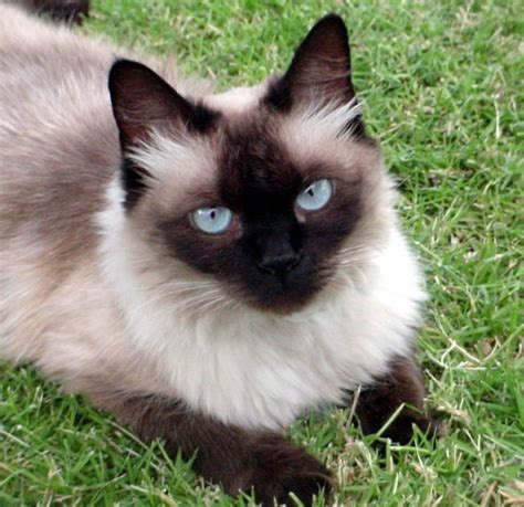 Pictures Of Balinese Cat Breed Balinese Cat Siamese Cats Facts