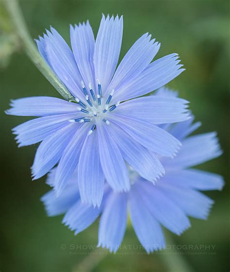 Chicory Show Me Nature Photography