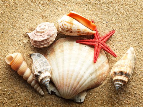 Shells Of The Paradise Coast Shelling In Naples Beach Naples Beach