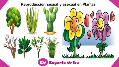 reproducción asexual y sexual de las plantas youtube