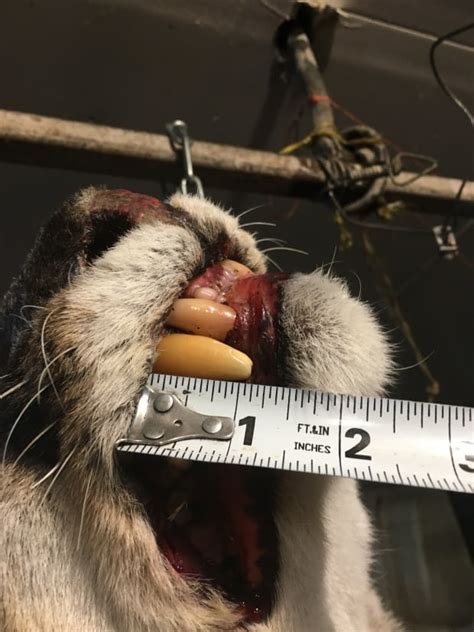 Manitoba Trapper Accidentally Catches 134 Pound Cougar In Snare Cbc News