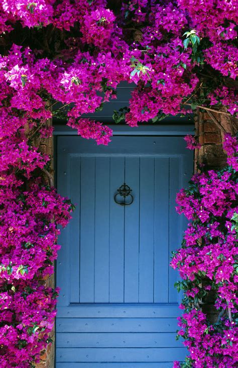 20 gorgeous flowering vines to add vertical color to your yard and garden. 20 Gorgeous Flowering Vines to Add to Your Yard | Fast ...