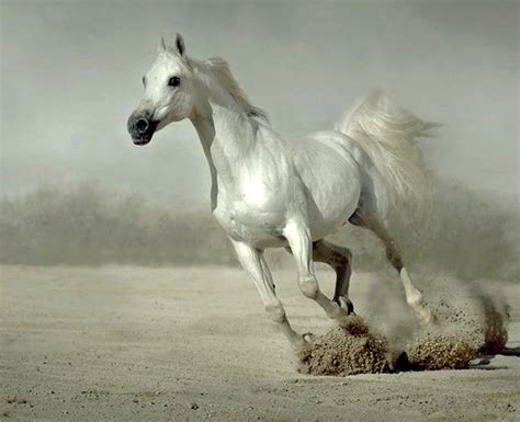 Horse Images 20 Gorgeous White Horses Pictures For Inspiration