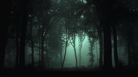 Forest At Night Crickets Owls Rain Wind In Trees Relax Study Sleep