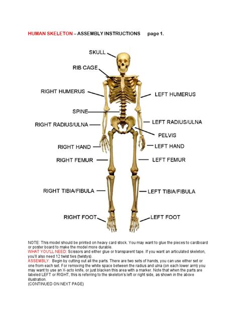 Human Skeleton Instructions Skeleton Skeletal System