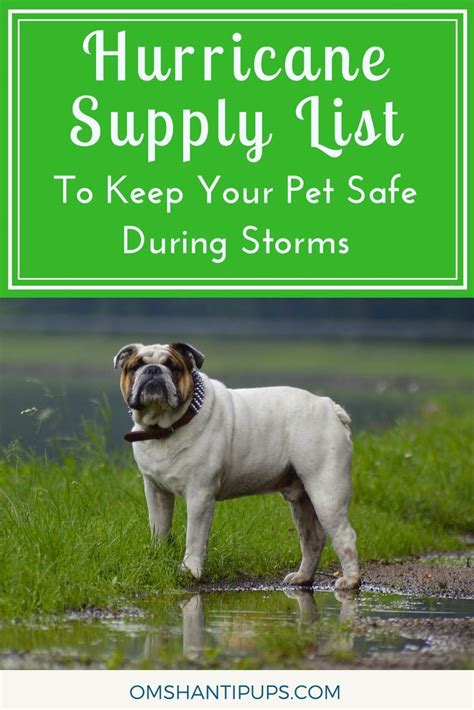 Helpful Tips To Keep Your Dog Safe And Happy During Hurricanes Om