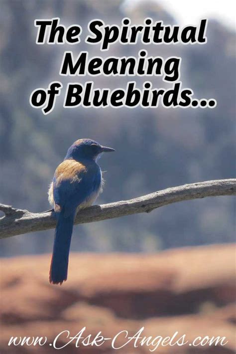 Bluebird Meaning Blue Bird Spiritual Meaning Animal Spirit Guides