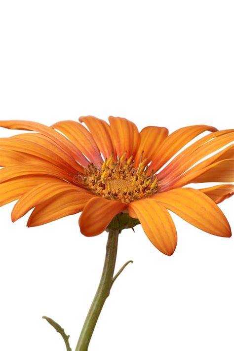 Bright Orange Gerbera Daisy Flower Isolated Stock Image Image Of