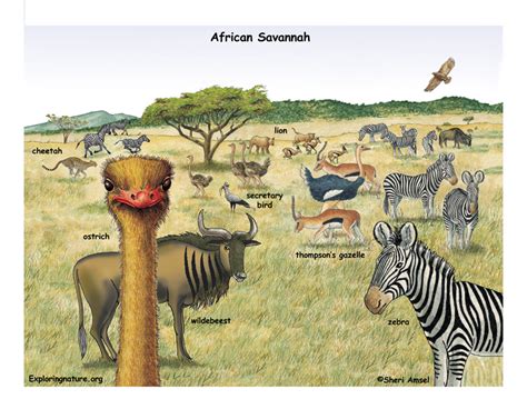 African Grassland Animals
