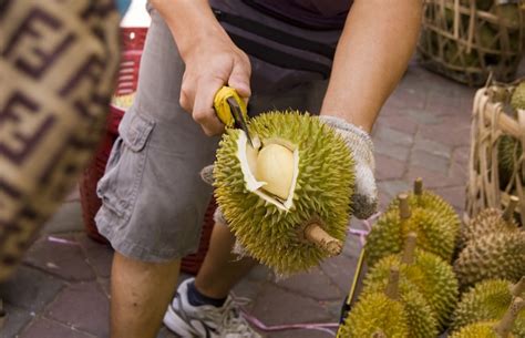 I've already been at the bao sheng durian farm for a month, but i did not expect to be eating durian yet. Peak durian season in Singapore delayed by Johor drought ...