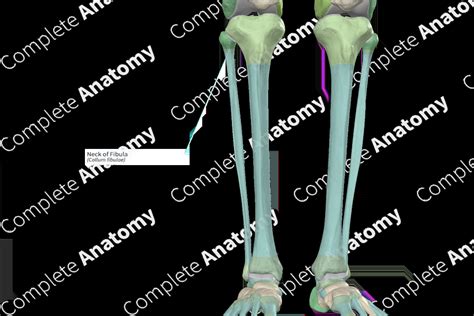 Neck Of Fibula Complete Anatomy