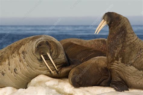 Walruses Resting On Ice Floe Stock Image Z9360317 Science Photo