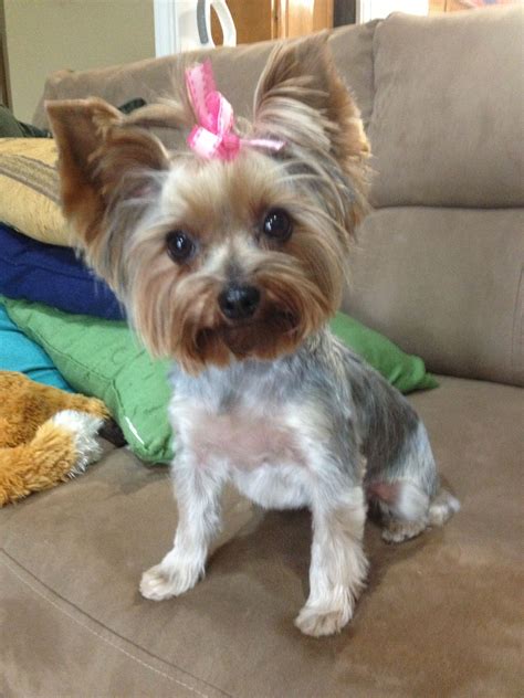 Christiancrystals Etsy Yorkie Haircuts Yorkshire Terrier Grooming