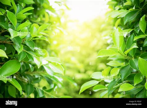 Greenery Wallpaper Hi Res Stock Photography And Images Alamy
