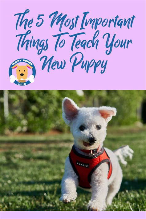 The 5 Most Important Things To Teach Your New Puppy Training Your Dog