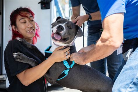 Unleash the LOVE Adopt-a-thon & Celebration - Joybound (formerly ARF)
