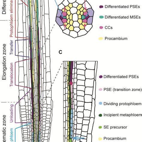 1 Tissues Of The Root Apical Meristem Ram A Schematic Representation
