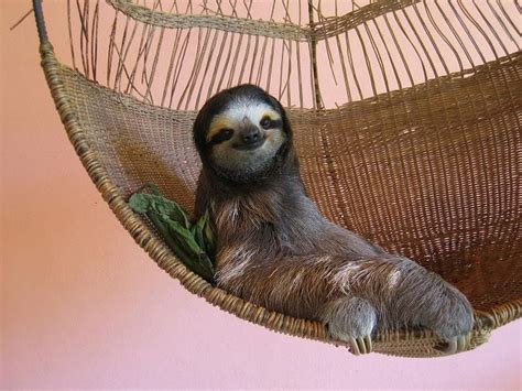 Buttercupthe Princess Of The Sloth Sanctuary Also My Spirit