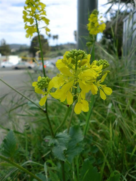Pretty Wild Mustard Along A Roadsideattracts Goldfinch Annual For