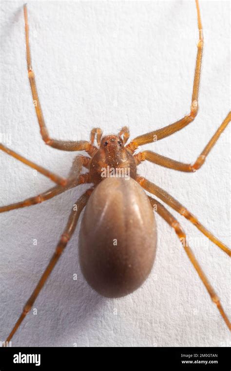 Female Brown Recluse Spider Poisonous Arachnid Stock Photo Alamy