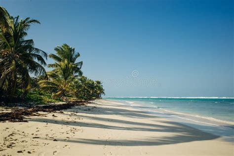 Gorgeous Coconut Palm Trees Overlooking Flamenco Beach On The Puerto Rico Island Of Culebra