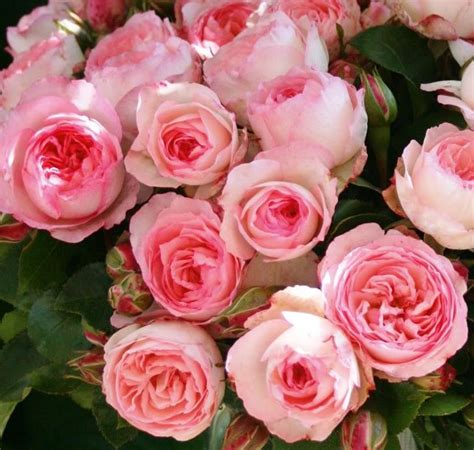 Rosarot Pflanzenversand Mini Eden Rose Kletterrose
