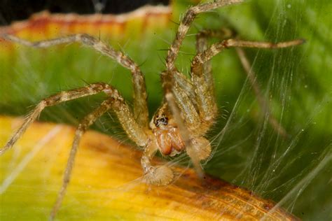 Grass Spider Agelenopsis Species Henry Hartley