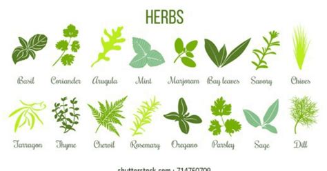 Herbs Examples And Uses Diy Gardening Tips