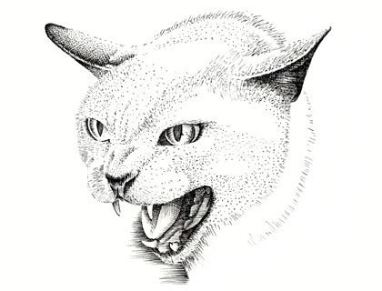 The images above represents how your finished drawing is going to look and the steps involved. Free Cat Drawing, Download Free Cat Drawing png images ...