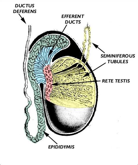 Diagramatic Illustration Of The Testis Epididymis And Ductus Deferens