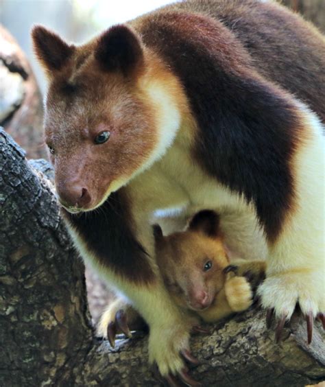 Endangered Tree Kangaroo Joey Peeks Out Of Pouch Zooborns