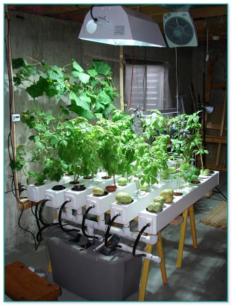 Best Hydroponic Setup For Cannabis Home Improvement