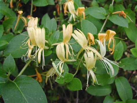 Honeysuckle Harvesting The Sweet Nectar Of Life Honeysuckle Flower