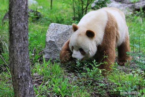 Rare Brown Giant Panda Seen In Shaanxi14