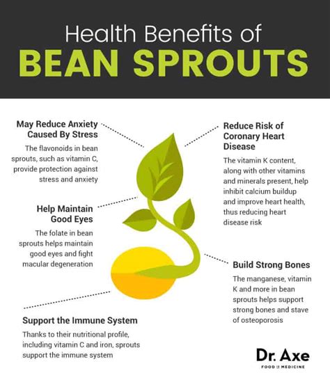 Soybean Sprouts Nutrition