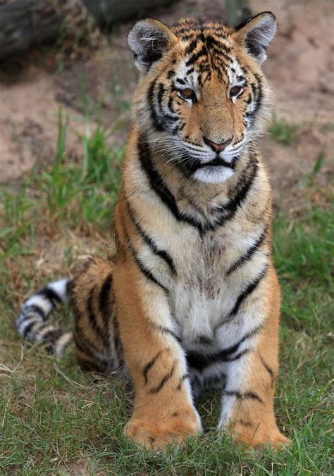 Young Tiger Stock Image Image Of Sitting Mammal Black 36319249