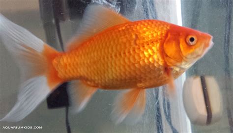 Aquariumkids Goldfish Profile