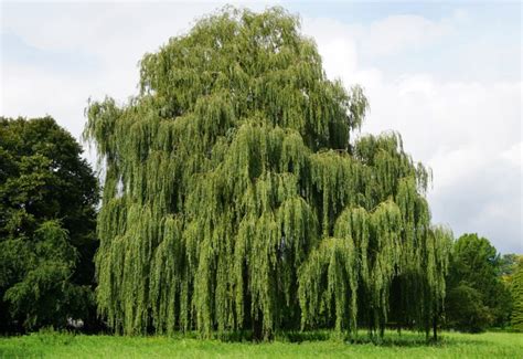 Different Types Of Willow Trees Garden Lovers Club