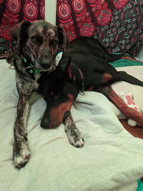 Snuggles Newly Adopted Mutt Fits In Perfectly With My Doberman Rdog