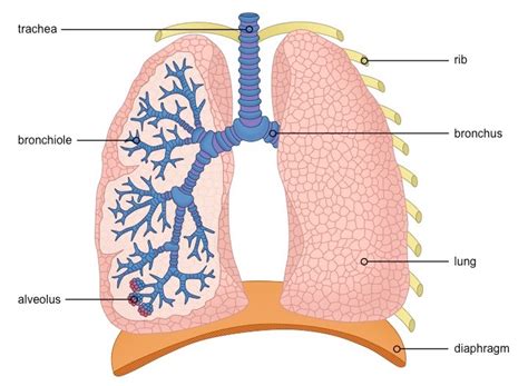 Lung Structure Bioninja