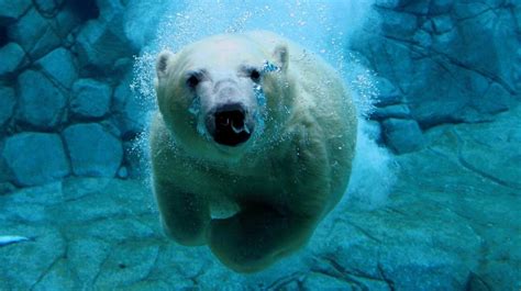 Cute Baby Polar Bears Celebrate International Polar Bear