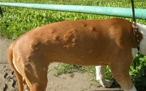 Allergien Bei Hunden Symptome Behandlung Foto