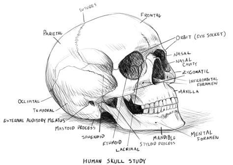 Skull Anatomy Human Skull Anatomy Human Skull Drawing